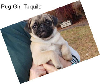 Pug Girl Tequila