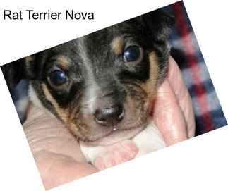 Rat Terrier Nova