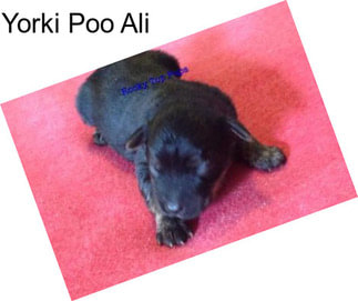 Yorki Poo Ali