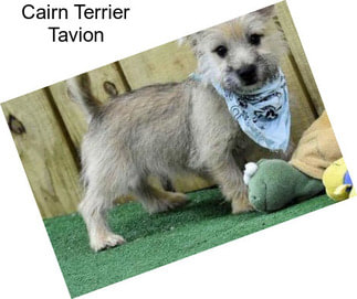 Cairn Terrier Tavion