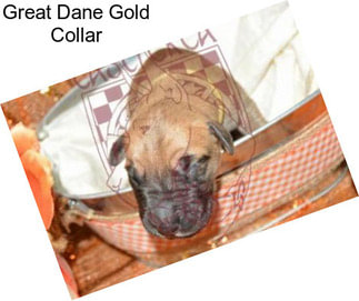 Great Dane Gold Collar