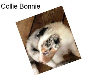 Collie Bonnie