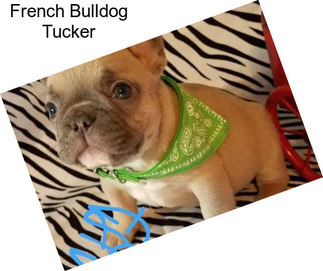 French Bulldog Tucker