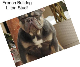 French Bulldog Liltan Stud!