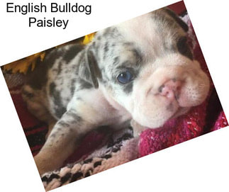 English Bulldog Paisley