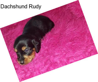 Dachshund Rudy