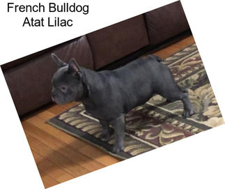 French Bulldog Atat Lilac