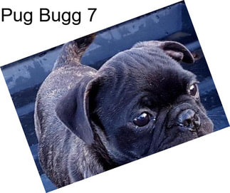 Pug Bugg 7