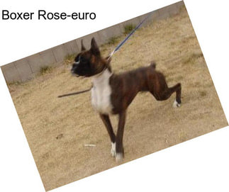Boxer Rose-euro