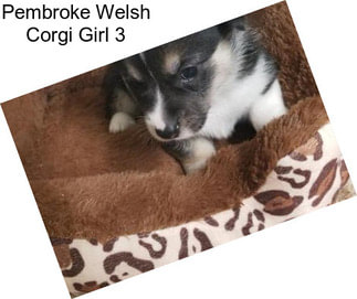 Pembroke Welsh Corgi Girl 3