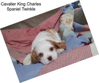 Cavalier King Charles Spaniel Twinkle