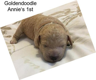 Goldendoodle Annie‘s 1st