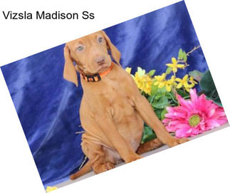 Vizsla Madison Ss