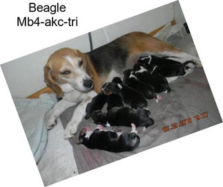 Beagle Mb4-akc-tri