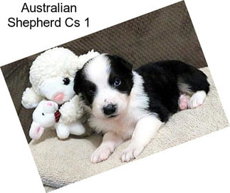 Australian Shepherd Cs 1