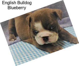 English Bulldog Blueberry