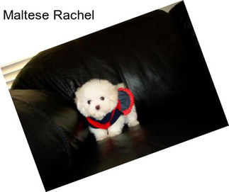 Maltese Rachel