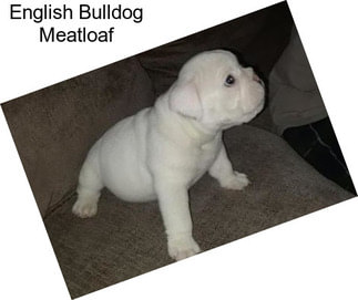 English Bulldog Meatloaf