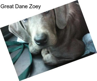 Great Dane Zoey