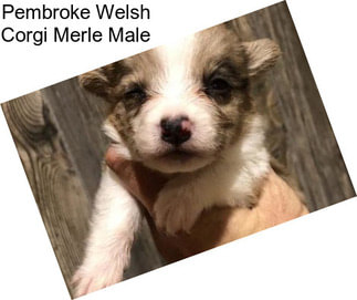 Pembroke Welsh Corgi Merle Male