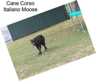 Cane Corso Italiano Moose