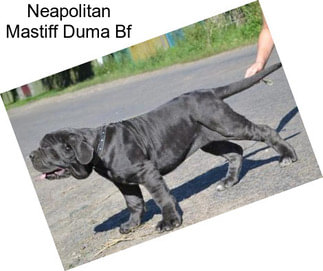 Neapolitan Mastiff Duma Bf