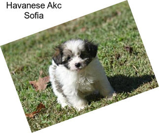 Havanese Akc Sofia