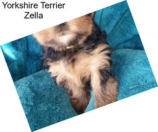 Yorkshire Terrier Zella