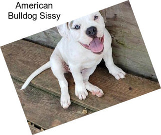 American Bulldog Sissy