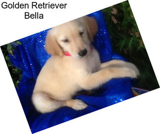 Golden Retriever Bella