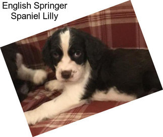 English Springer Spaniel Lilly