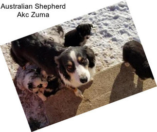 Australian Shepherd Akc Zuma