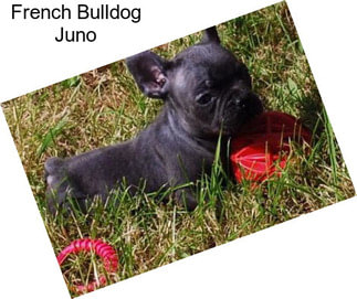 French Bulldog Juno