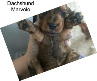 Dachshund Marvolo