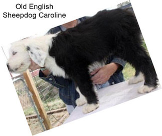 Old English Sheepdog Caroline