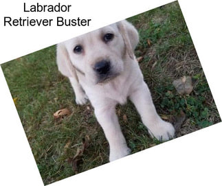 Labrador Retriever Buster