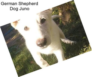 German Shepherd Dog Juno