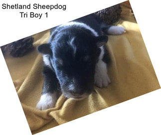 Shetland Sheepdog Tri Boy 1