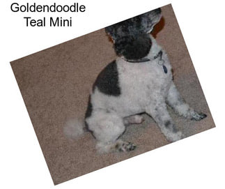 Goldendoodle Teal Mini
