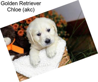 Golden Retriever Chloe (akc)