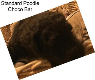 Standard Poodle Choco Bar