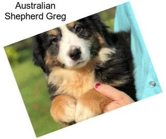 Australian Shepherd Greg