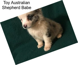 Toy Australian Shepherd Babe