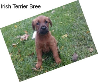 Irish Terrier Bree