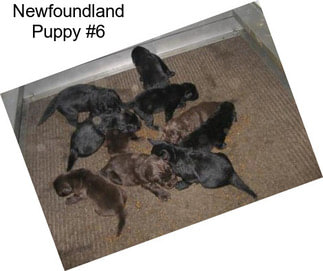 Newfoundland Puppy #6