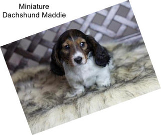Miniature Dachshund Maddie