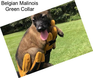 Belgian Malinois Green Collar