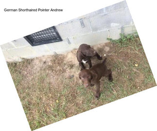 German Shorthaired Pointer Andrew