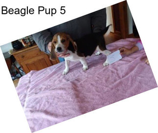 Beagle Pup 5