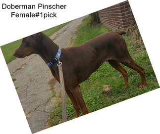 Doberman Pinscher Female#1pick